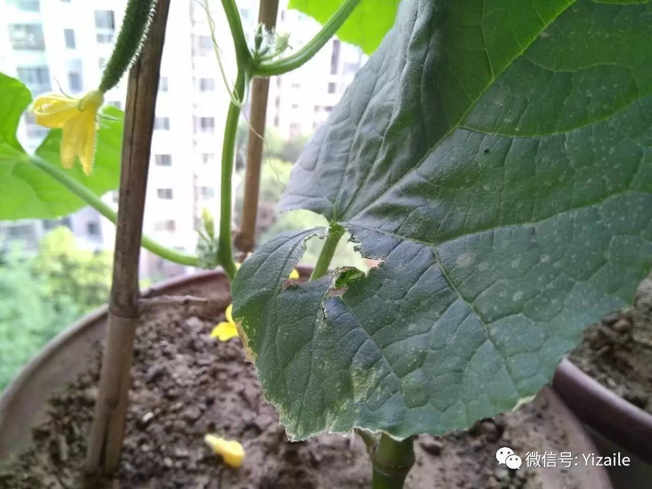 女子自家种的黄瓜上长了一片叶子，生活中的小奇迹