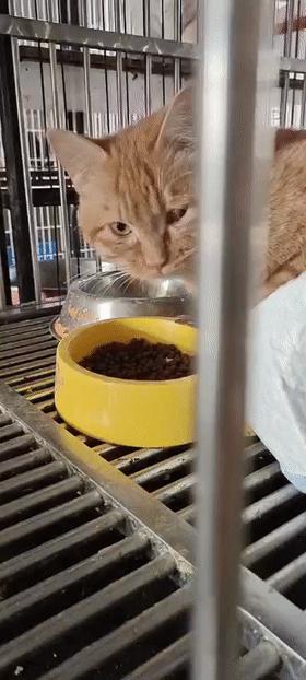 千只瘫痪小猫超65%吃同一品牌猫粮，真相与反思